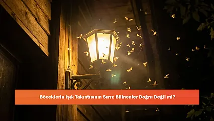 Böceklerin Işık Takıntısının Sırrı: Bilinenler Doğru Değil mi?