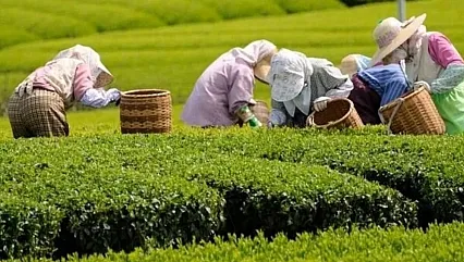 Doğu Karadeniz Topraklarında Çay Tarımının Tarihi ve Ekonomik Dönüşüm Yolculuğu