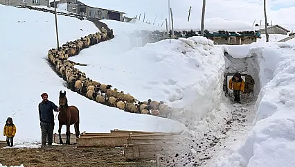 Eksi 30 Derecede Tek Başına: 350 Hayvan İçin Köyü Terk Etmeyen Çiftin Hikayesi