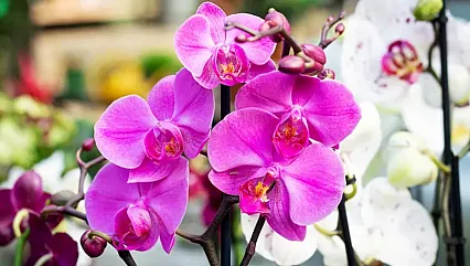 Evdeki Orkideleriniz Sürekli Çiçek Açsın İstiyorsanız Bu Yedi Adımı Mutlaka Deneyin