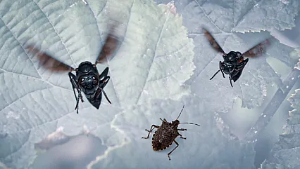 Kahverengi Kokarcaya Karşı Mücadele! Bakanlık Son Verileri Paylaştı