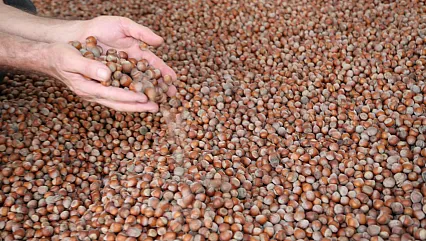 Karadeniz Fındığından Ülke Ekonomisine Milyar Dolarlık Katkı