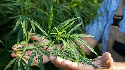 Kenevir Üretiminde Yeni Dönem: Kota Sistemi Başladı, Malatya Listede