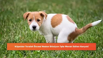 Köpekler Tuvalet Öncesi Neden Dönüyor: İşte Merak Edilen Gerçek!