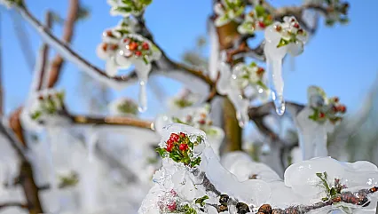Malatya Kayısısına Meclis Kalkanı! Zirai Don Artık Kader Olmayacak