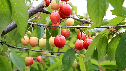 Manisa'da Kiraz Altınla Yarışıyor!