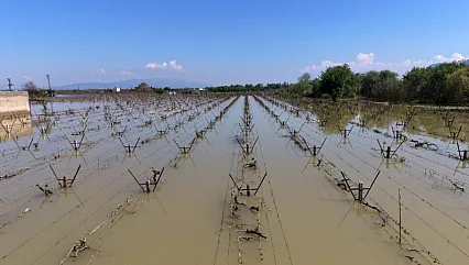 Manisa'daki Üzüm Bağlarını Sel Vurdu!