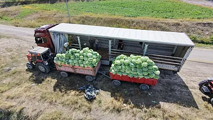 Tarlalardan Dev Rekor Çıktı! Tanesini Görenler Gözlerine Inanamıyor Tırlarla Kapışılıyor