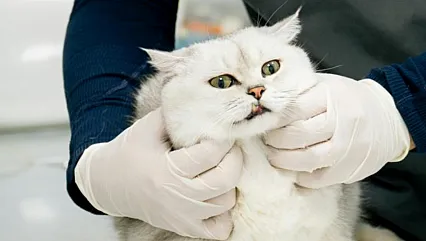 Türkiye'ye 21 Yeni Laboratuvar Geliyor