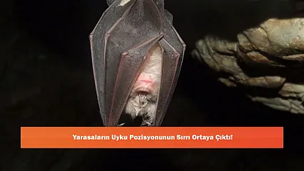 Yarasaların Uyku Pozisyonunun Sırrı Ortaya Çıktı!