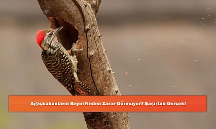 Ağaçkakanların Beyni Neden Zarar Görmüyor? Şaşırtan Gerçek!