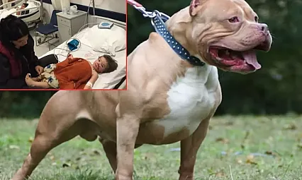 Başkentte Pitbull Dehşeti! Küçük Kardeşler Hastanede, Aile Adalet İstiyor