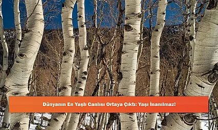 Dünyanın En Yaşlı Canlısı Ortaya Çıktı: Yaşı İnanılmaz!