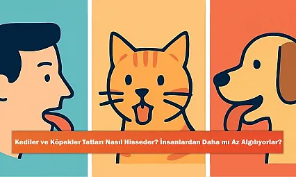 Kediler ve Köpekler Tatları Nasıl Hisseder? İnsanlardan Daha mı Az Algılıyorlar?