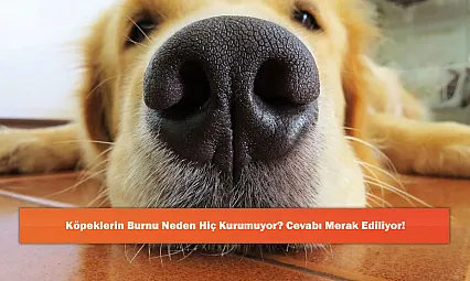 Köpeklerin Burnu Neden Hiç Kurumuyor? Cevabı Merak Ediliyor!