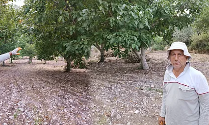 Malatya'da Bahçelerden Ceviz Çıkıyor! Hasat Zamanı Geldi