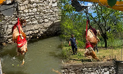 Malatya'da Sulama Havuzuna Düşen Gebe İnek 2 Saatte Kurtarıldı!