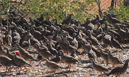 Tarım Zararlılarına Karşı Kanatlı Ordusu Ordusu Kuruldu