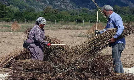 Tarlada Altın Sarısı Mesaiden Japonya'ya Uzanan Yolculuk! Kilosunu Kapış Kapış Alıyorlar