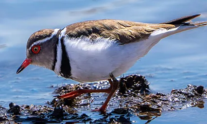 Türkiye'nin 504. Kuş Türü Gaziantep'te Kaydedildi: Takkeli Cılıbıt İlk Kez Görüldü