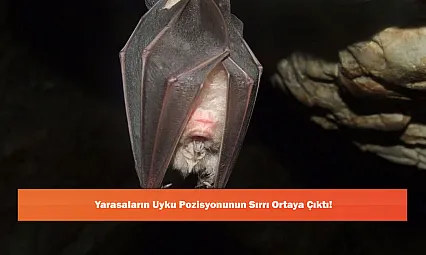 Yarasaların Uyku Pozisyonunun Sırrı Ortaya Çıktı!
