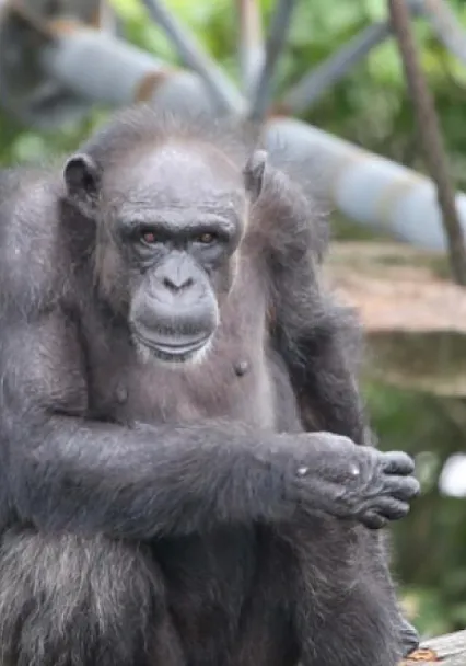 20 Yıllık Birlik Bozuldu! Şempanzeler Arasında Kanlı Çatışma