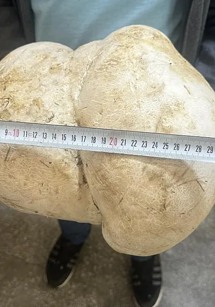 Bahçedeki Dev Mantar İlçenin Gündemi Oldu