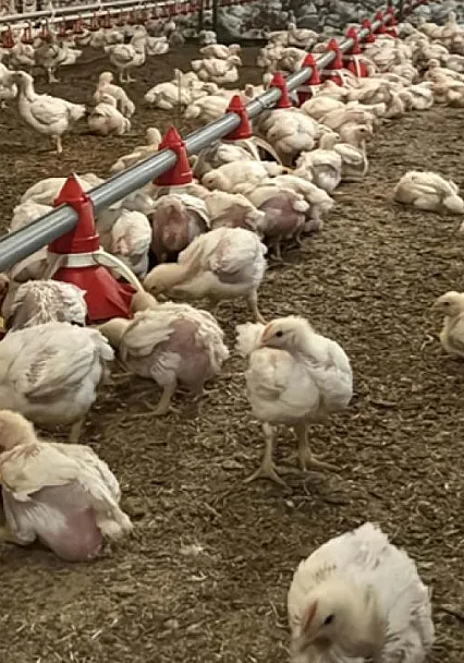 Bakanlıktan Tavuk Fiyatlarına Müdahale: İhracat Kapıları Kapandı