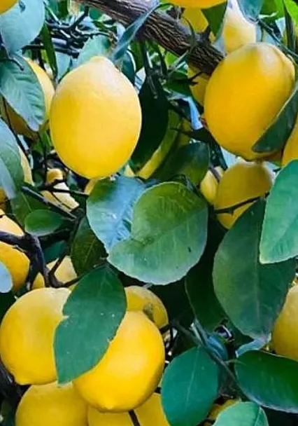 Türk Limonu Dünya Pazarında Rekor Gelire Ulaştı