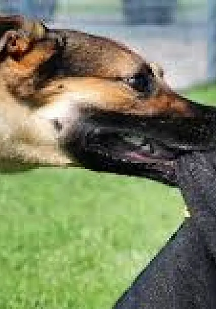 Viranşehir'de Köpek Saldırısı Sonrası Bakanlık Harekete Geçti!