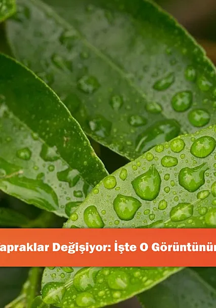Yağmur Yağıyor, Yapraklar Değişiyor: İşte O Görüntünün Şaşırtıcı Nedeni!