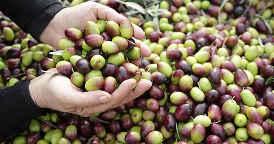 Küresel Zeytinyağı Pazarına Türkiye Damgası! Üretim Rekoru ve İhracat Hamlesi Dünyanın Gündeminde
