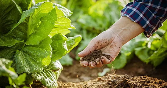 Tarımda Pestisit Bağımlılığına Uyarı: Çözüm Kimyasal Değil, Biyolojik Mücadele!