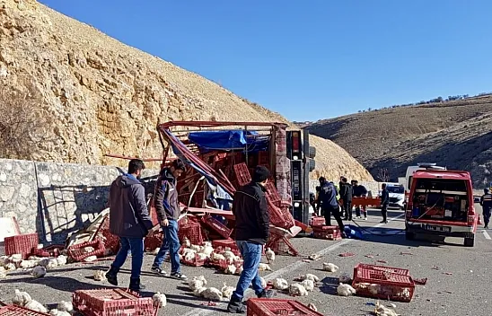 Malatya Akçadağ'da Kamyon Devrildi Yüzlerce Tavuk Telef Oldu