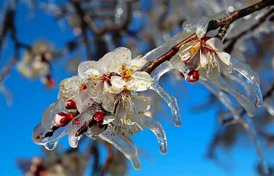 Malatya'da Üreticiye Kayısısı İçin Dev Destek!