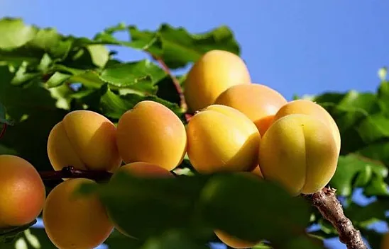 Malatya ile Elazığ Arasında Kayısı Krizi Tırmanıyor!