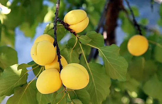 Malatya'nın Komşuları Kayısıya Tescil Peşinde!