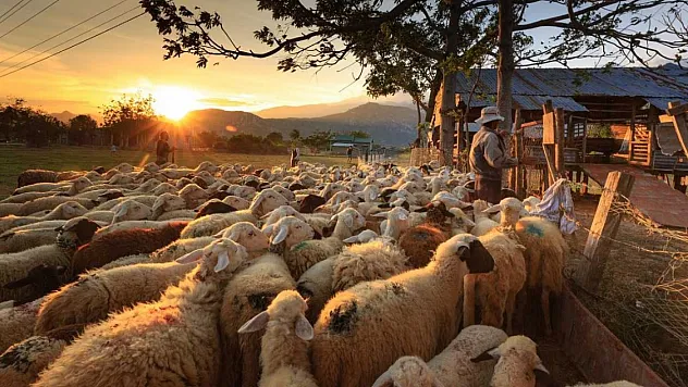 17 Ayda Bin 985 Vaka... Küçükbaş Hayvanlarda Çiçek Alarmı