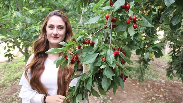 Malatya'da Kiraz Hasadına Başlandı