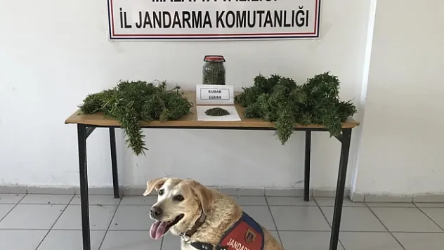 Malatya'da esrar ve kenevir ele geçirildi