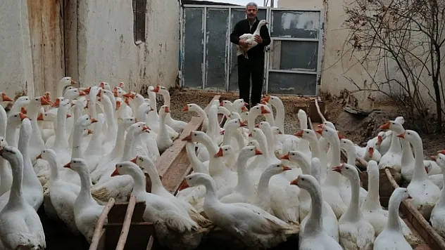 Emekli oldu kaz yetiştirmeye başladı...