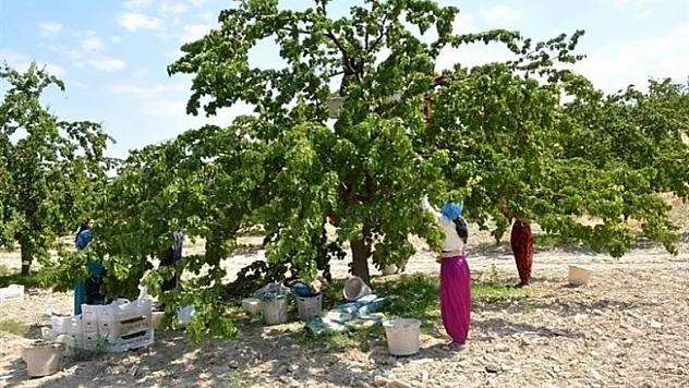Kayısıda çil hastalığına dikkat!