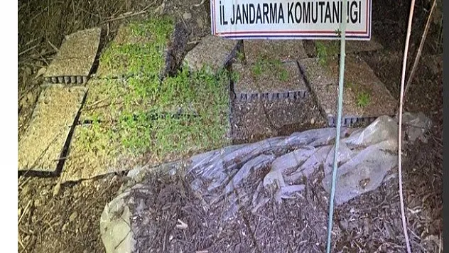 Kamu arazisine hint keneviri eken şüpheliler yakalandı!