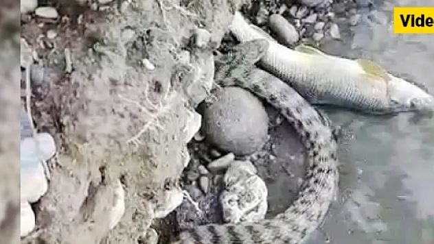 Yılan, balığı böyle avladı!