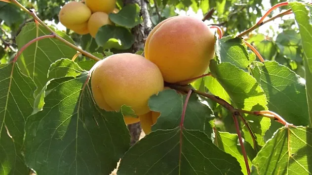 Malatya'da kayısı rekoltesi belli oldu!