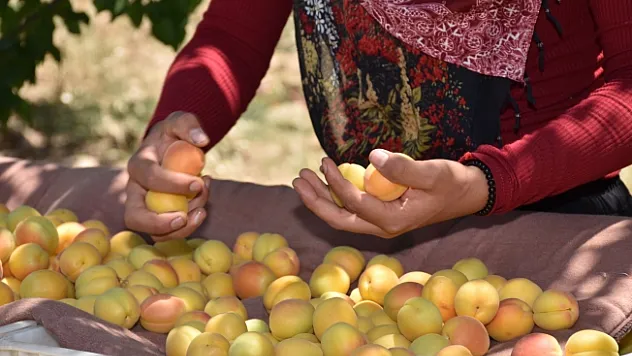 Malatya'nın 'Sarı altını'nda hasat dönemi başladı