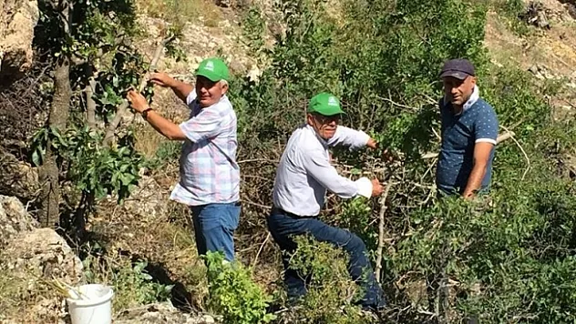 Malatya'da antep fıstığı yaygınlaşıyor