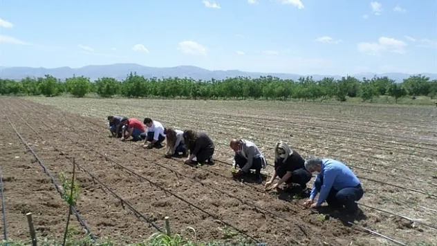 Yazıhan'da pul biber üretimi yaygınlaştırılıyor!