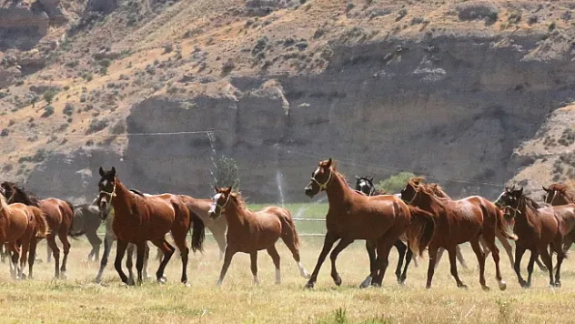 71 Arap tayı Bursa Karacabey'de görücüye çıkacak