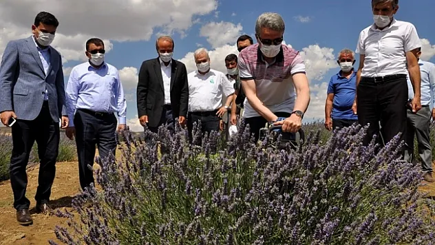'Çiftçilerimizin lavanta yetiştiriciliğine ilgi göstermesini istiyoruz'